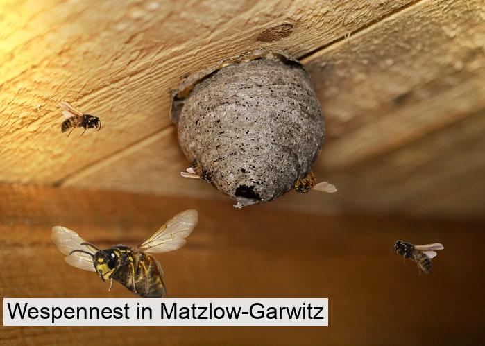 Wespennest in Matzlow-Garwitz